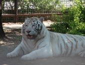 В Крыму временно закрыт известный сафари-парк львов «Тайган»