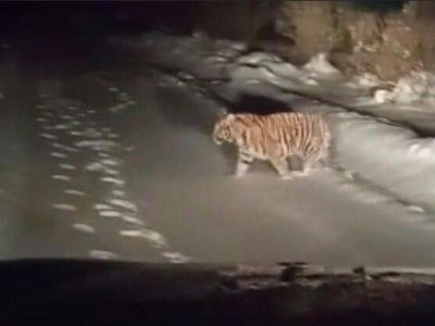 В Подмосковье пытаются поймать бегающего по дорогам тигренка