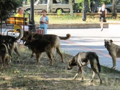 Бродячие собаки Крыма – как решается проблема