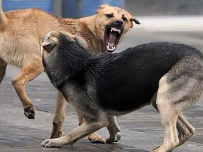 Для агрессивных и опасных собак в Крыму готовят специальный приют