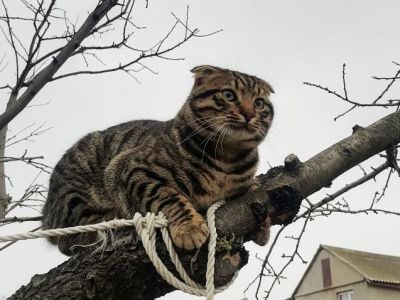  Конкурс Мартовский кот Феодосии. Финал