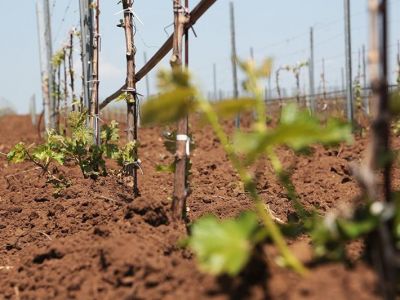 В Крыму заложат около 10 тыс. гектаров новых виноградников