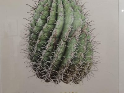 В Крыму в Никитском саду – выставка ботанической живописи «Интересные кактусы» 