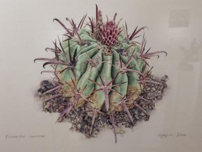 В Крыму в Никитском саду – выставка ботанической живописи «Интересные кактусы» 