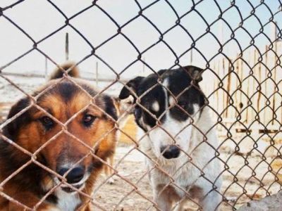 При строительстве приюта для животных в Крыму пропали 5 миллионов рублей