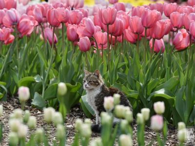 «Парад тюльпанов» проходит в Никитском ботаническом саду в Ялте 