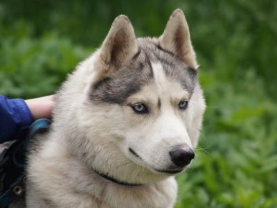 В парке Алушты украли собаку породы Хаски 