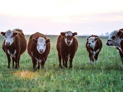 Крымчанин украл трех быков и одну корову 