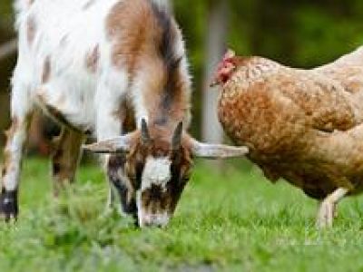 Россиянам хотят разрешить разводить кур и коз на дачах