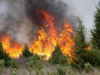 Площадь лесных пожаров в России увеличилась за сутки на 4 тыс. гектаров