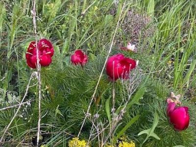 На Казантипе впервые за много лет зацвел ядовитый краснокнижный цветок