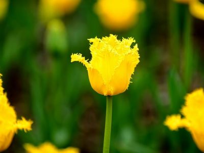 Никитский сад объявил  генерала Парада тюльпанов 2022