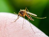 На севере Крыма опять нашествие комаров