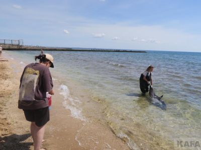 Выбросившийся в центре Феодосии дельфин погиб
