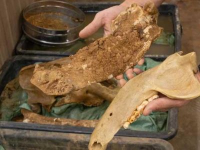 В пещере Таврида найдены челюсти крайне редкого медведя