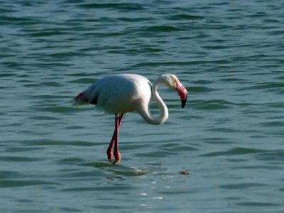 В этом году государственный природный заповедник «Опукский» отмечал Всемирный день мигрирующих птиц
