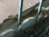 В бизнес-центре Симферополя поселилась змея, поймать ее не могут месяц
