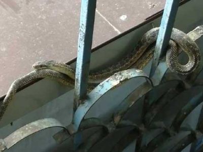 В бизнес-центре Симферополя поселилась змея, поймать ее не могут месяц