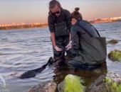 Два дельфина погибают у берегов Севастополя