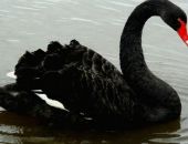 За кражу черного лебедя жительницу Крыма поместили в больницу