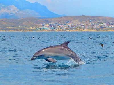 Эксперт назвал основные причины гибели дельфинов в Черном море