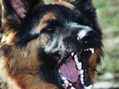 В Старом Крыму на девушку напали четыре собаки