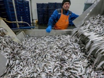В Керчи открыли завод по переработке рыбы