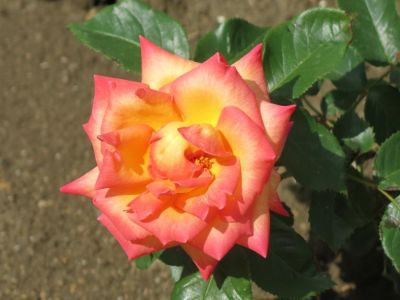 В Никитском ботаническом саду открылся «Розовый вальс»