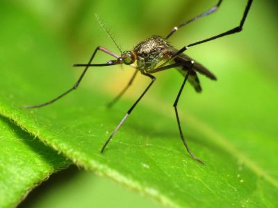 Аллерголог дала рекомендации по защите от комаров