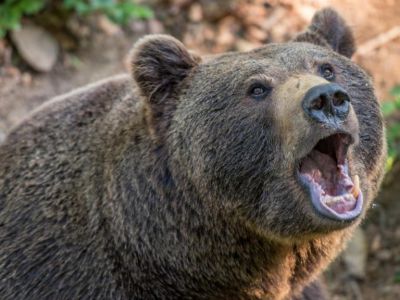 Российский пенсионер отбился от разъяренного медведя ножом для грибов