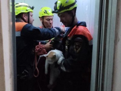 В Крыму спасли кота, который провалился в вентиляционную шахту и там застрял