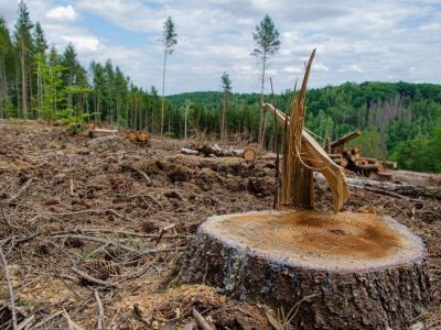 В Крыму возбуждено уголовное дело о незаконной вырубке деревьев