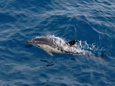В море заметили дельфиненка, обмотанного рыболовной леской