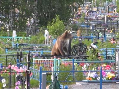 В Томской области решили отстреливать медведей, ворующих конфеты с кладбища