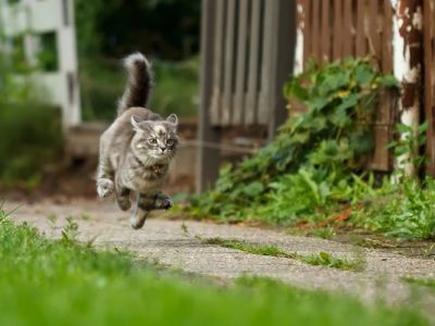 На томского пенсионера завели дело об убийстве кота, бегавшего за его кошкой