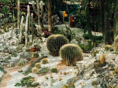 В Никитском саду зацвели кактусы