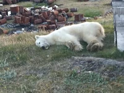 В России белый медведь подавился банкой сгущенки
