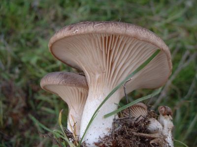 Туристы из Петербурга отравились неизвестными грибами в горах Крыма