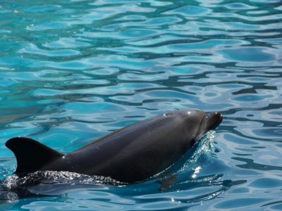 Сохраним дельфинов Чёрного и Азовского морей!