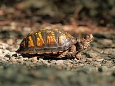 Огромная черепаха сбежала из зоомагазина в поисках подруги и попала под поезд