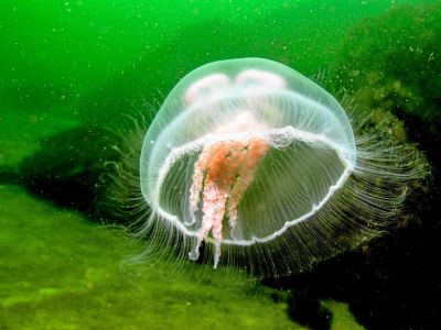 Почему в Крыму не борются с медузами