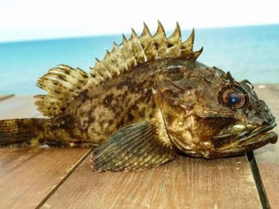 Туристов предупредили о ядовитых рыбах, обитающих в Черном море