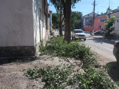 В Феодосии снова пилят деревья: порядка больше, тени – меньше