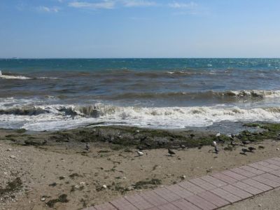 Температура воды в Черном море продолжает расти