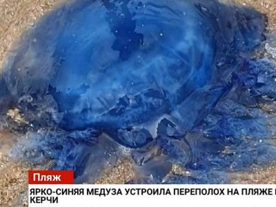Огромную ярко-синюю медузу неизвестного вида прибило к берегу в Керчи