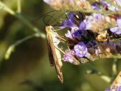 В Крыму опасные мотыльки скапливаются на дикорастущих растениях