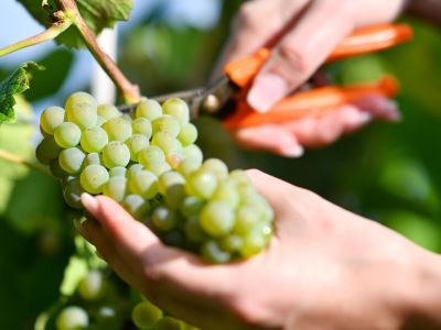 Крымстат: в Крыму началась уборка урожая сортов винограда раннего срока созревания 