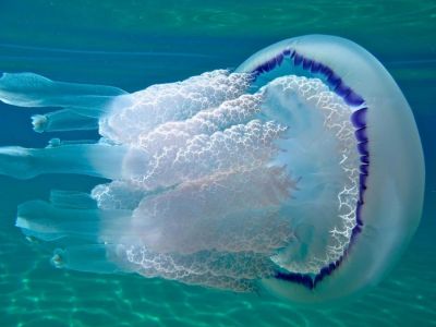 В Азовском море зафиксировали снижение количества медуз