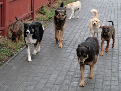 В Феодосии продолжается бесплатная стерилизация животных (собаки).