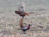 В Крыму на волю выпустили фазанов